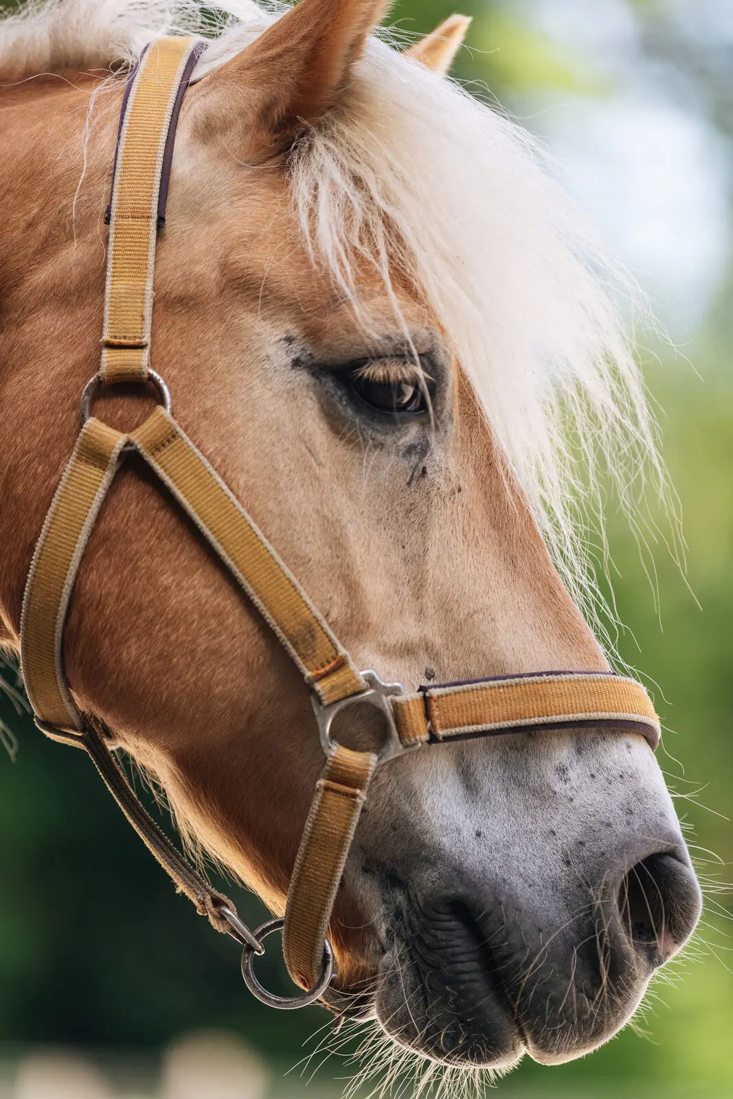 Le cheval ne fait pas semblant